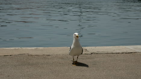 Big-white-seagull-stands-on-the-shore-of-the-harbor-screams-around-and-making-noises-on-the-island-of-Krk-in-Croatia