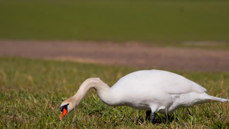 swan-eating-grass-in-the-countryside