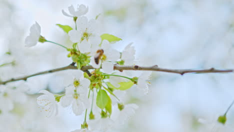 Closeup-of-a-bee-on-an-apple-tree-branch-with-blossoms-and-beautiful-white-petals-–-filmed-in-4k-slowmotion