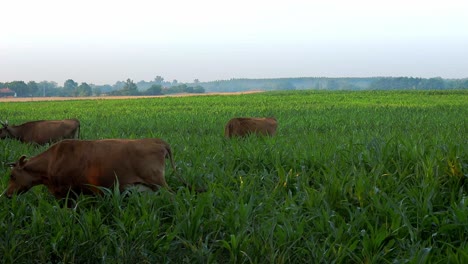 Cows-grazing-on-pasture-at-sunrise
