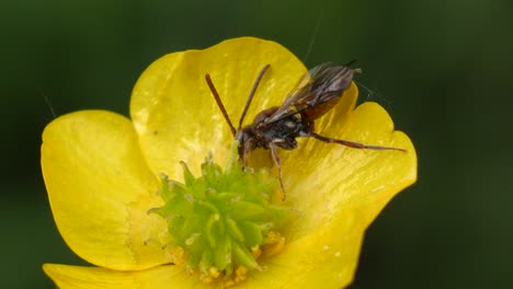 Fliegende-Ameise-Sitzt-Auf-Einer-Gelben-Blume-Und-Trinkt-Nektar-In-Zeitlupe