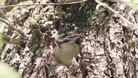 Cute-Baby-spotted-woodpecker-tweeting-and-chirping-in-hole-of-tree-nest,-slow-motion,-Canary-Islands,-Spain,-EUrope