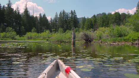 tip-of-canoe-in-lake-with-lilies-flowering