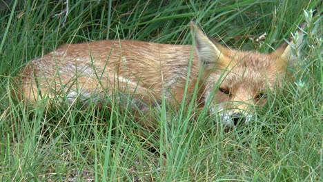 Red-fox-that-is-resting-and-hiding-itself-in-the-tall-grass