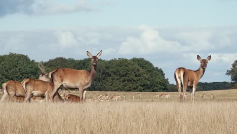 Herd-of-deer-grassing-on-meadow,-deer-looking-at-camera