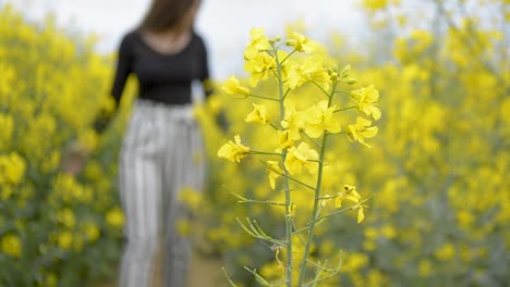 Girl-walking-in-the-golden-fields-of-blooming-rapeseed-flowers,-OUT-OF-FOCUS