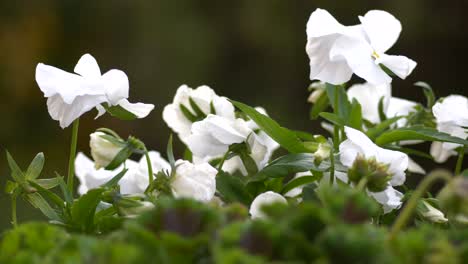Beautiful-white-pansy-flowers-with-bokeh-background,-camera-sliding-left