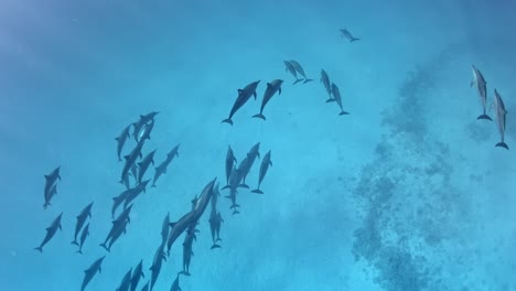Cute-pod-of-dolphins-swimming-in-group-below-the-diver
