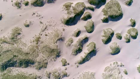 Topdown-tracking-aerial-of-sand-dunes-with-grass-tufts