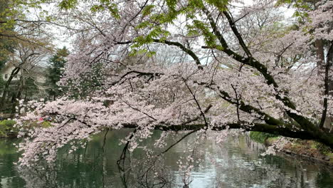 Reflection-in-the-lake-of-the-cherry-tree-branch-at-Inokashira-Park