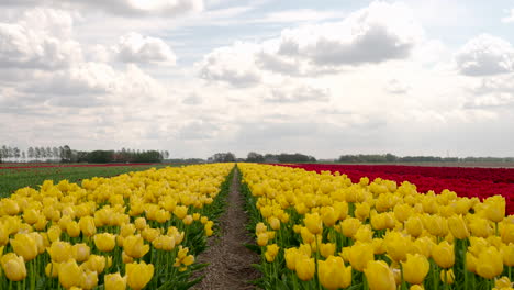 Die-Niederlande-Sind-Berühmt-Für-Ihre-Tulpen-Und-Exportieren-Tulpenblüten-In-Die-Ganze-Welt