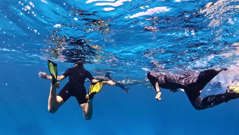 People-and-dolphins-snorkeling-together
