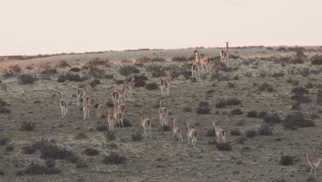 Herd-of-Guanaco-move-to-the-top-of-a-hill