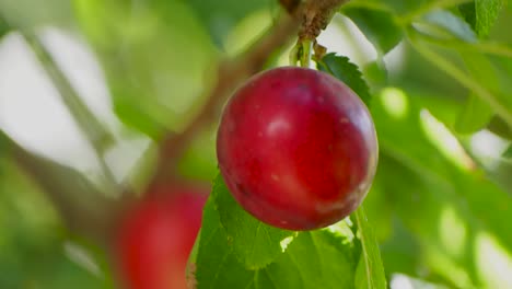 ripe-small-plums-on-branches-close-up-with-nice-lighting