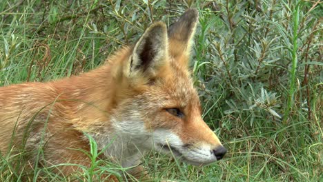 Red-fox-sees-something,-gets-up-and-walks-towards-it