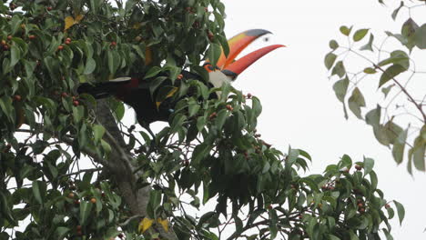 Toucan-eating-fruits-from-tree---open-and-closeup-shot