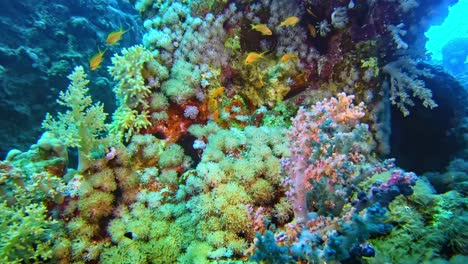 Erstaunlich-Vielfarbiges-Unterwasser-Wildleben