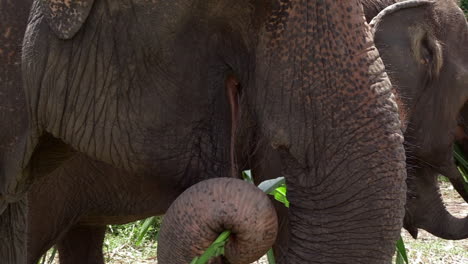 Adorable-Primer-Plano-De-Elefantes-Tailandeses-Comiendo,-Cámara-Lenta