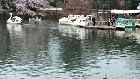 People-embark-on-pedal-boats-at-Inokashira-Park-lake-with-cherry-blossom