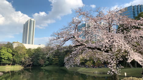 Wunderschöne-Fuchsiafarbene-Kirschblüten-An-Einem-Ufersee-Des-Botanischen-Gartens-Koishikawa