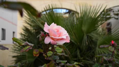 wind-tossed-pink-rose-in-front-of-small-palm-trees