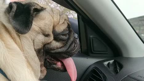 Pug-puppy-running-in-garden-and-peeking-out-of-window-of-a-car-happily-traveling-with-his-owner's