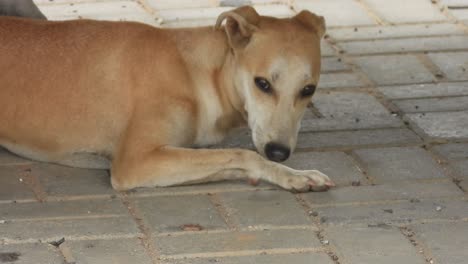 Lonely-street-dog.-Looking-for-love