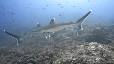 Eine-Gruppe-Silberspitzenhaie-Erkundet-Den-Grund-Des-Riffs