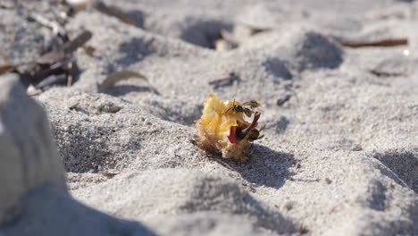 Three-wasps-hovering-and-fighting-over-leftover-apple-fruit-on-a-sand-beach