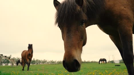 Shots-of-friendly-icelandic-horses-at-the-farm