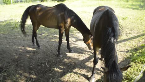 Two-horses-eating-grass,-one-shaking-its-head-while-flies-bother-them