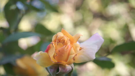 CLOSE-UP-Footage-of-Rose-Tree-In-a-House-Garden-at-Kalamata-SLOW-MOTION