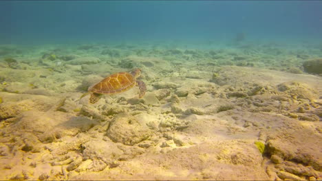 A-sea-turtle-swims-close-to-the-bottom-of-the-sea
