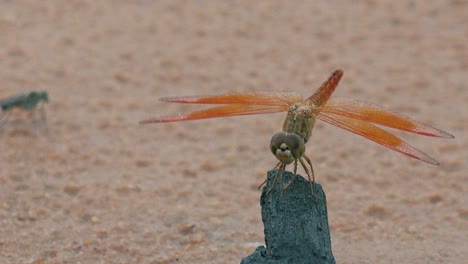 Dragonfly-on-Top-of-Wood-in-the-Sand