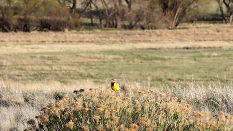 Western-Meadowlark-perched-in-a-bush-and-singing-at-the-Rocky-Mountain-Arsenal-National-Wildlife-Refuge-near-Denver,-Colorado,-USA