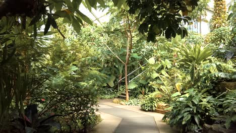 Spaziergang-Durch-Das-Tropische-Palmenhaus-In-Kew-Gardens-In-London,-Heimat-Vieler-Exotischer-Pflanzen-In-Ihren-Gemäßigten-Gewächshäusern