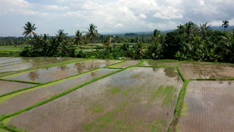 Aerial-drone-footage,-flying-low-over-rice-fields-in-Bali
