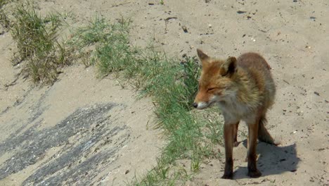 A-standing-red-fox-looks-around