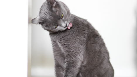 Beautiful-grey-cat-sits-and-grooms-herself