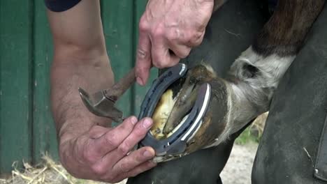 Farrier-using-a-hammer-to-drive-a-nail-into-a-horses-hoof,-close-up-in-slow-motion