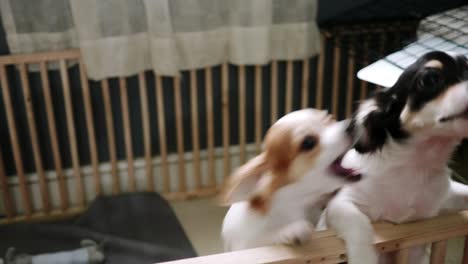 Two-small-dogs-are-playing-teasing-in-the-house