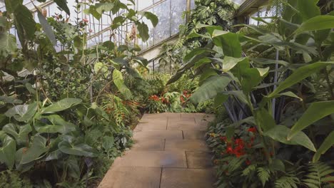 walking-through-the-tropical-palm-house-at-Kew-Gardens-in-London,-home-to-many-exotic-plants-in-their-temperate-greenhouses