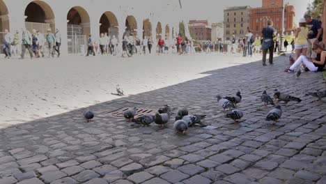 Pigeons-picking-food-from-the-ground-in-a-street-in-Rome