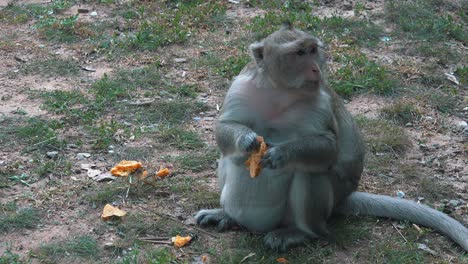 Mono-Comiendo-Comida-Dejada-Por-Los-Turistas