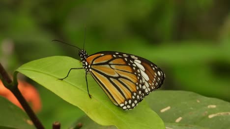 Butterfly-on-the-green-leaf