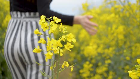 Girl-in-striped-trousers-walking-between-yellow-flowers-of-rapeseed,-OUT-OF-FOCUS