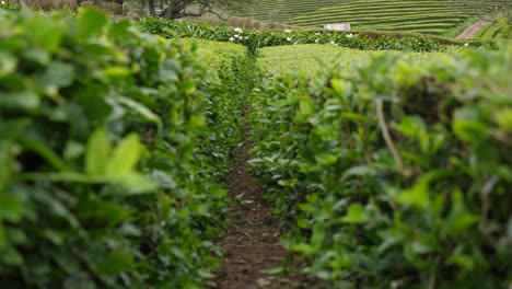 The-Only-Tea-Plantation-In-Europe---Gorreana,-Azores