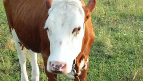 Close-up-footage-of-a-cow