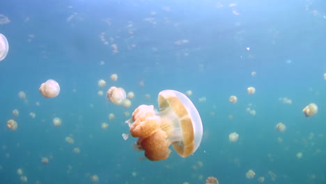 Medusas-Doradas-Pulsan-En-Un-Lago-Marino-Aislado-En-Palau,-Micronesia