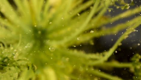 soft-focus-with-nice-bokeh-alien-botany-plant-with-slow-bubble-and-debris-movement-60fps